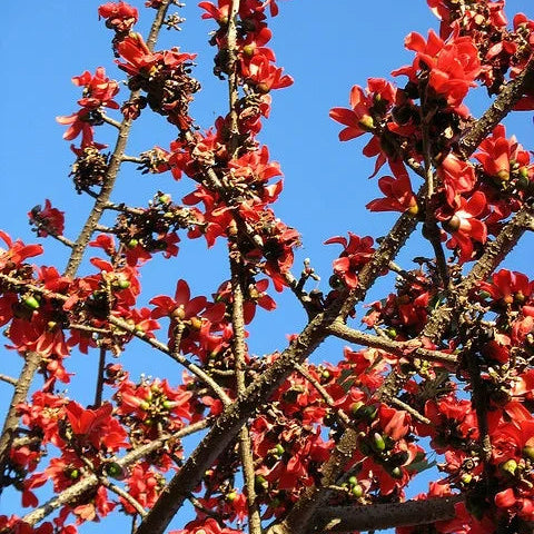 Buy Semal Thorn (Bombax Ceiba) Shalmali Thorn - Plant Online at Lalitenterprise