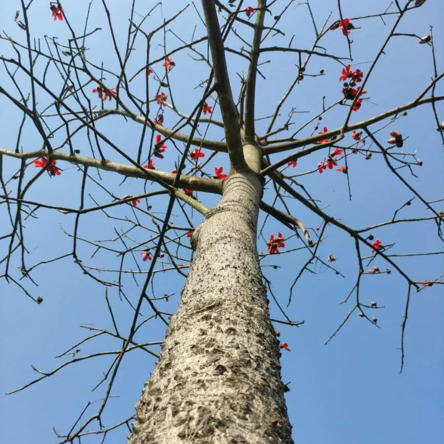 Buy Semal Thorn (Bombax Ceiba) Shalmali Thorn - Plant Online at Lalitenterprise