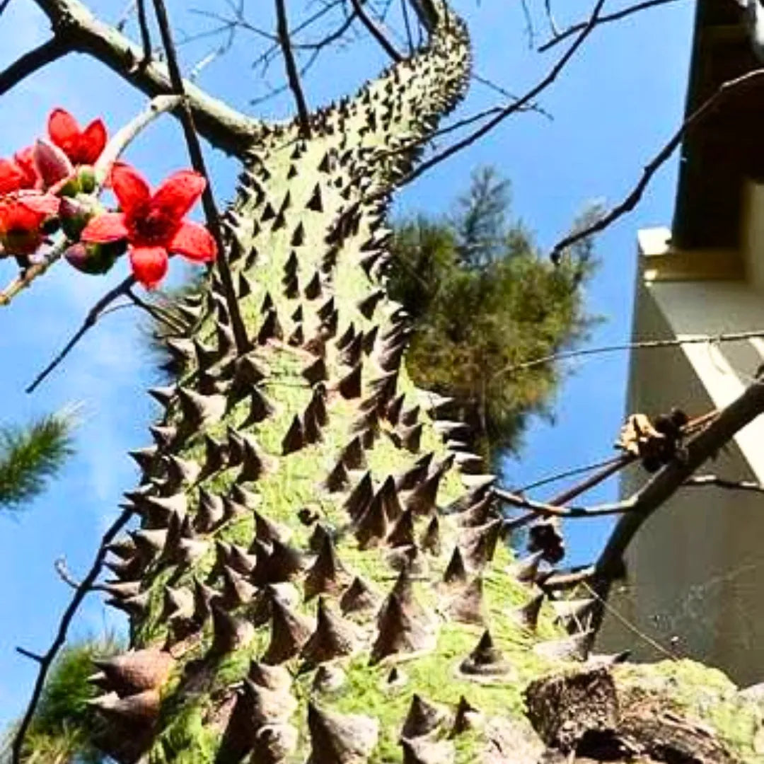 Buy Semal Thorn (Bombax Ceiba) Shalmali Thorn - Plant Online at Lalitenterprise