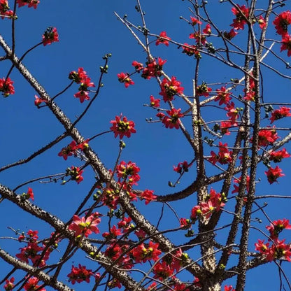 Buy Semal Thorn (Bombax Ceiba) Shalmali Thorn - Plant Online at Lalitenterprise