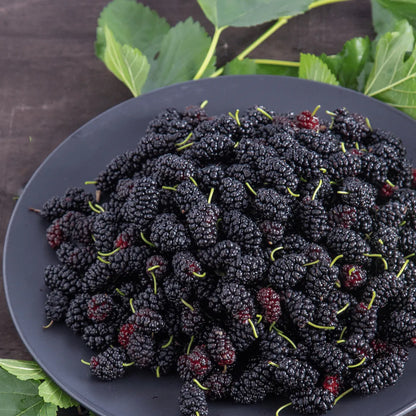 Buy Shahtoot, Mulberry (Morus Alba) Plant Online at Lalitenterprise