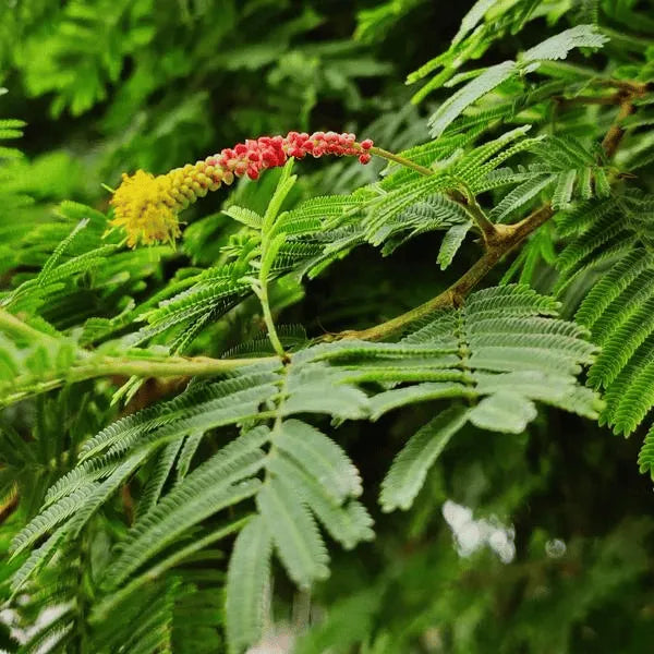 Buy Shami Patra – Plants Online at Lalitenterprise