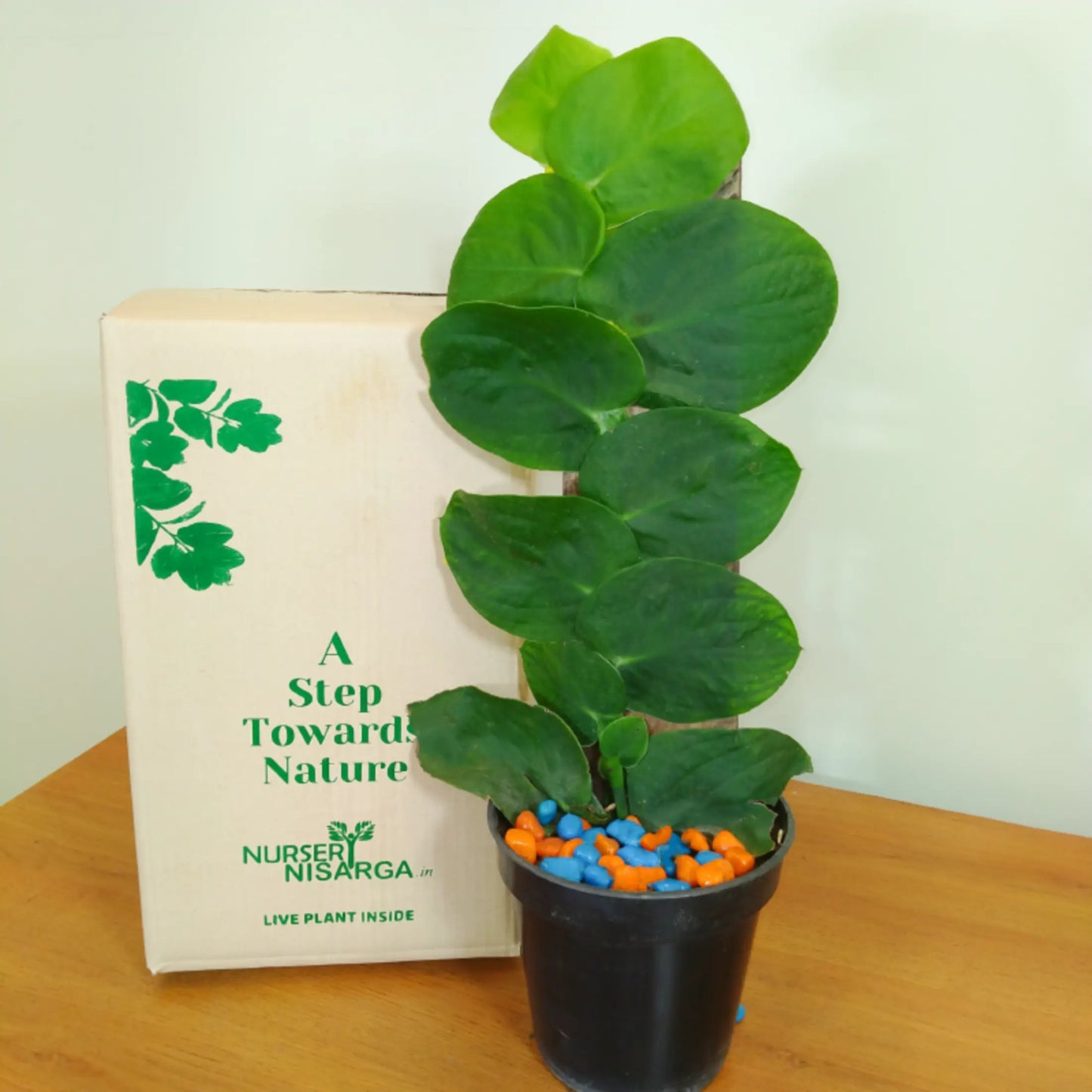 Buy Shingal Vine - Plant Online at Lalitenterprise