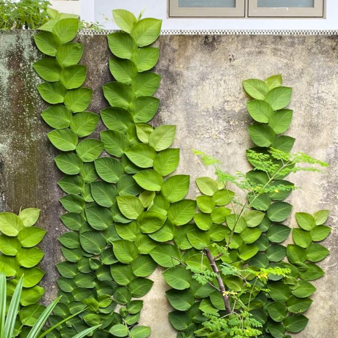 Buy Rhaphidophora Hayi - Plant Online at Lalitenterprise