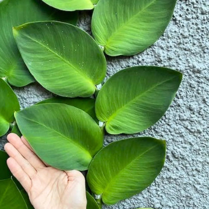 Buy Rhaphidophora Hayi (Shingal Vine) - Plant Online at Lalitenterprise