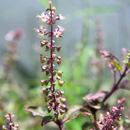 Buy Shyama Tulsi (Ocimum Tenuiflorum) - Plant Online at Lalitenterprise