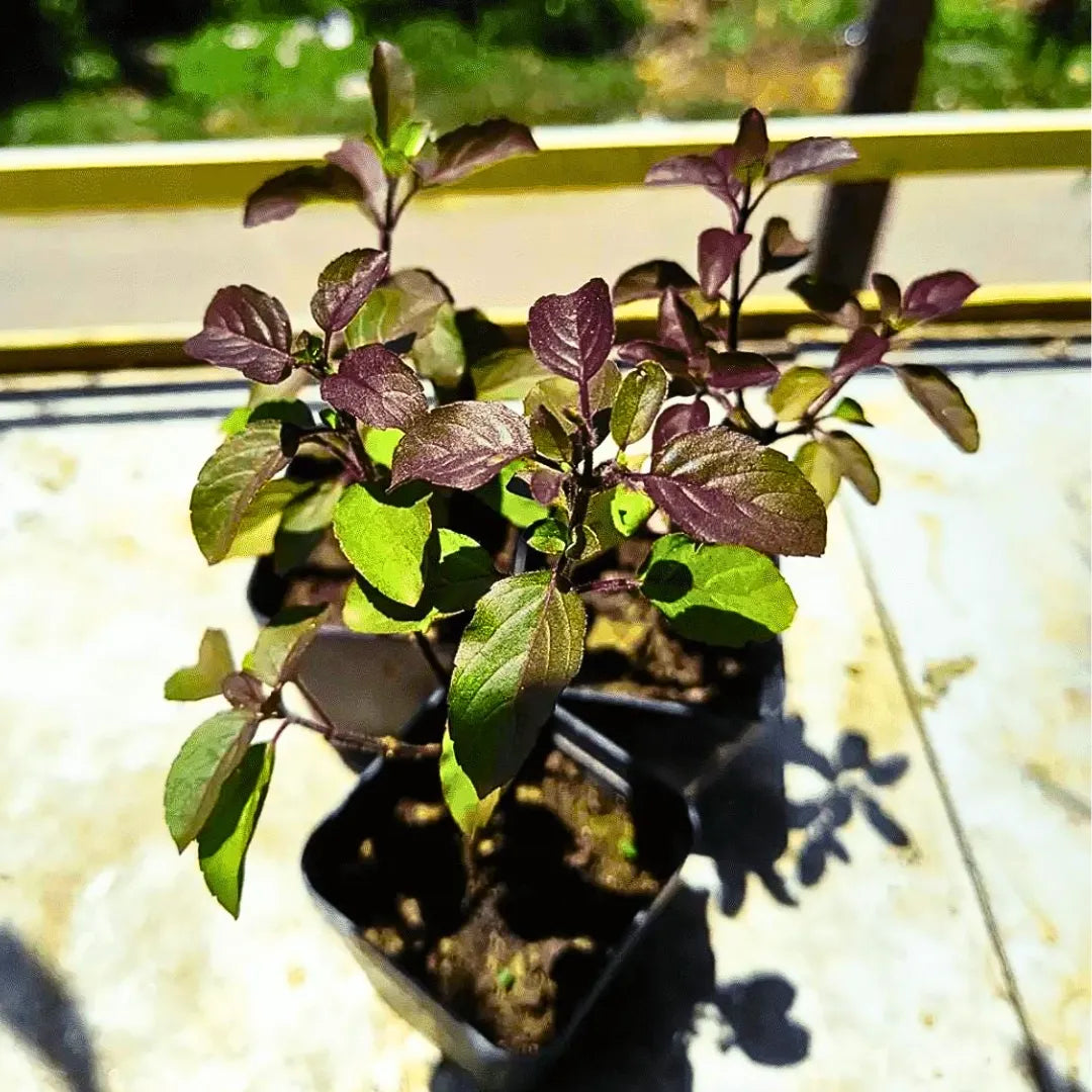 Buy Ocimum Tenuiflorum - Plant Online at Lalitenterprise