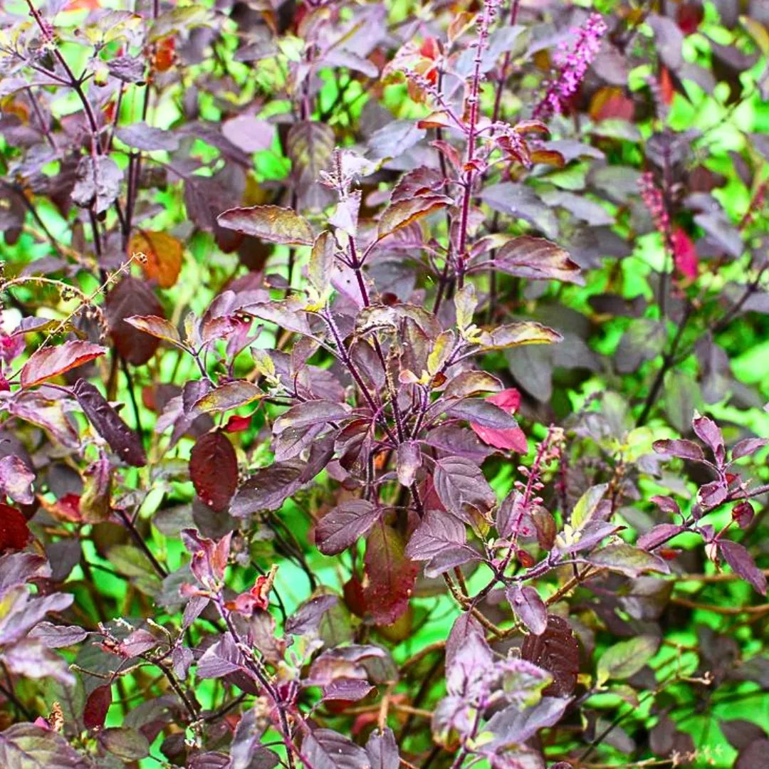 Buy Shyama Tulsi - Plant Online at Lalitenterprise