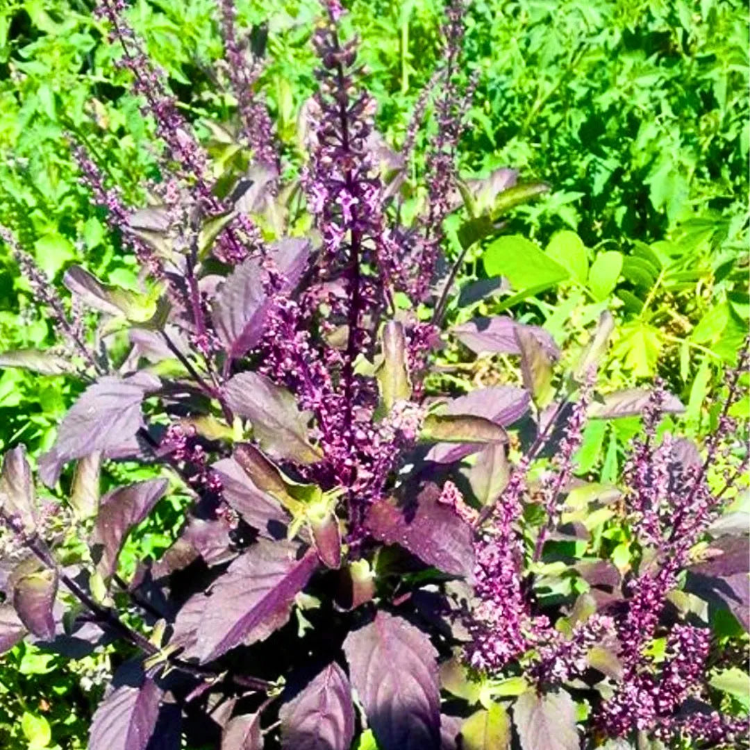 Buy Shyama Tulsi (Ocimum Tenuiflorum) - Plant Online at Lalitenterprise