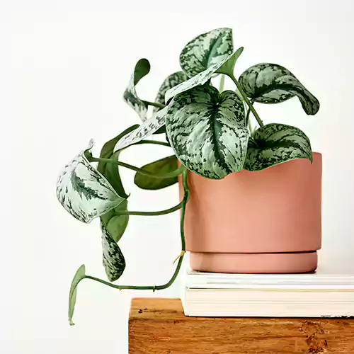 Buy Silver Satin Pothos Plant Online at Lalitenterprise