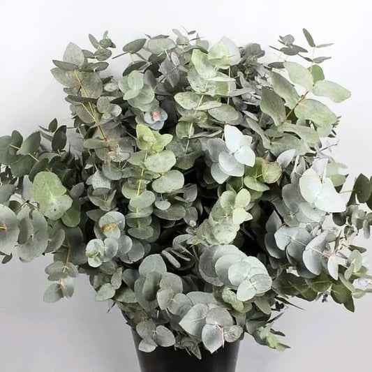 Buy Silver Dollar (Eucalyptus Cinerea) - Plant Online at Lalitenterprise 