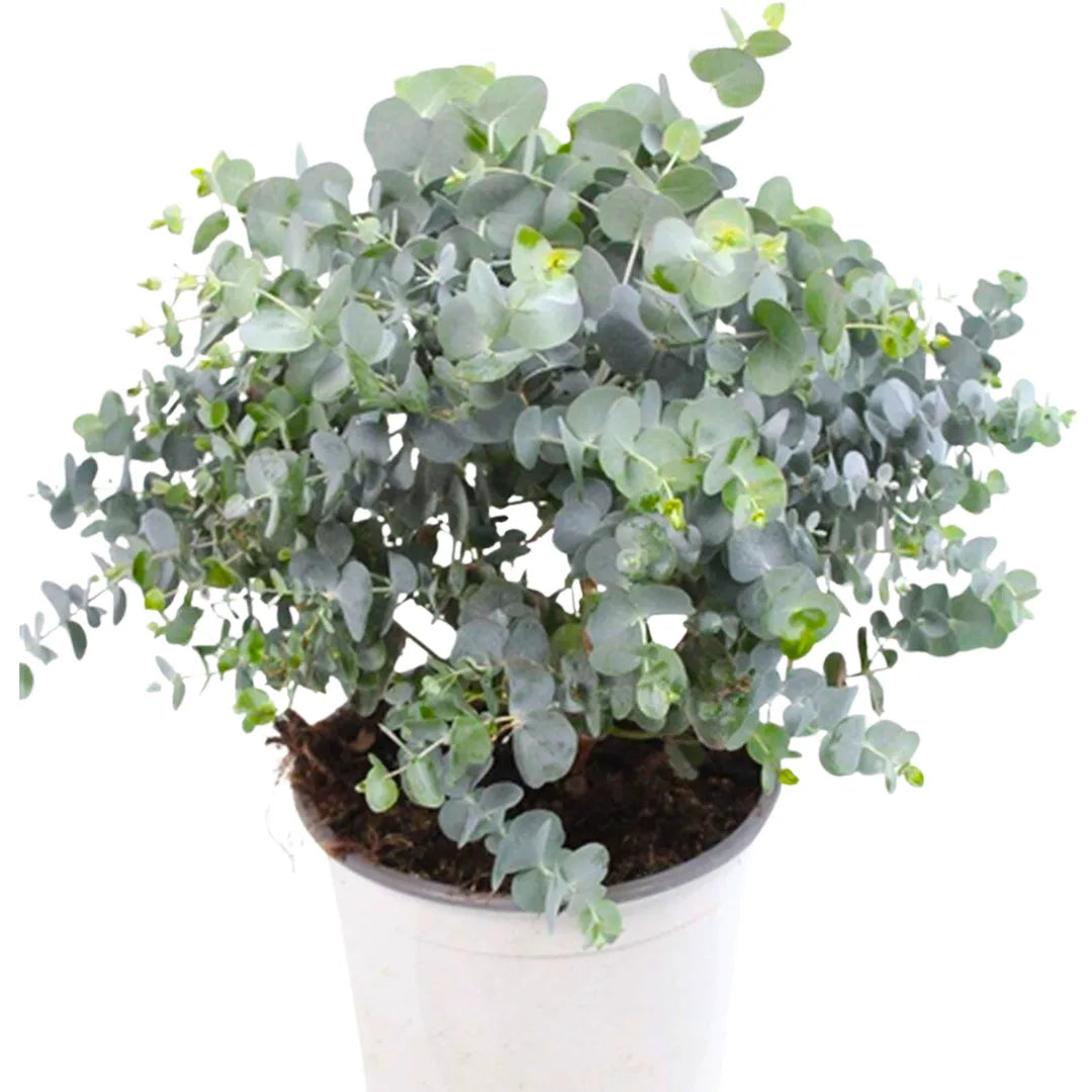 Buy Silver Dollar (Eucalyptus Cinerea) - Plant Online at Lalitenterprise 