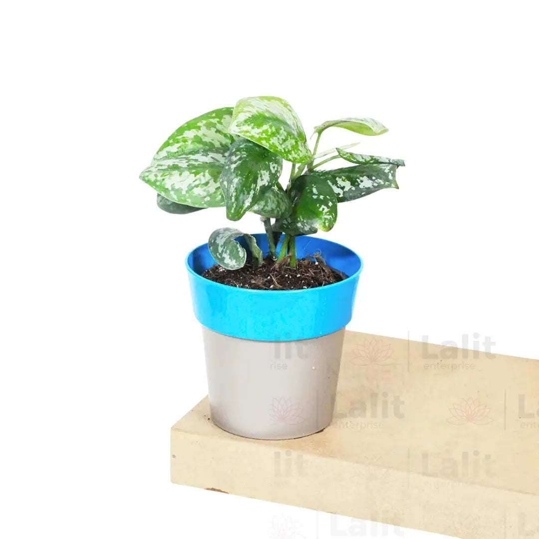 silver pothos online Silver Satin Pothos (Scindapsus Pictus)