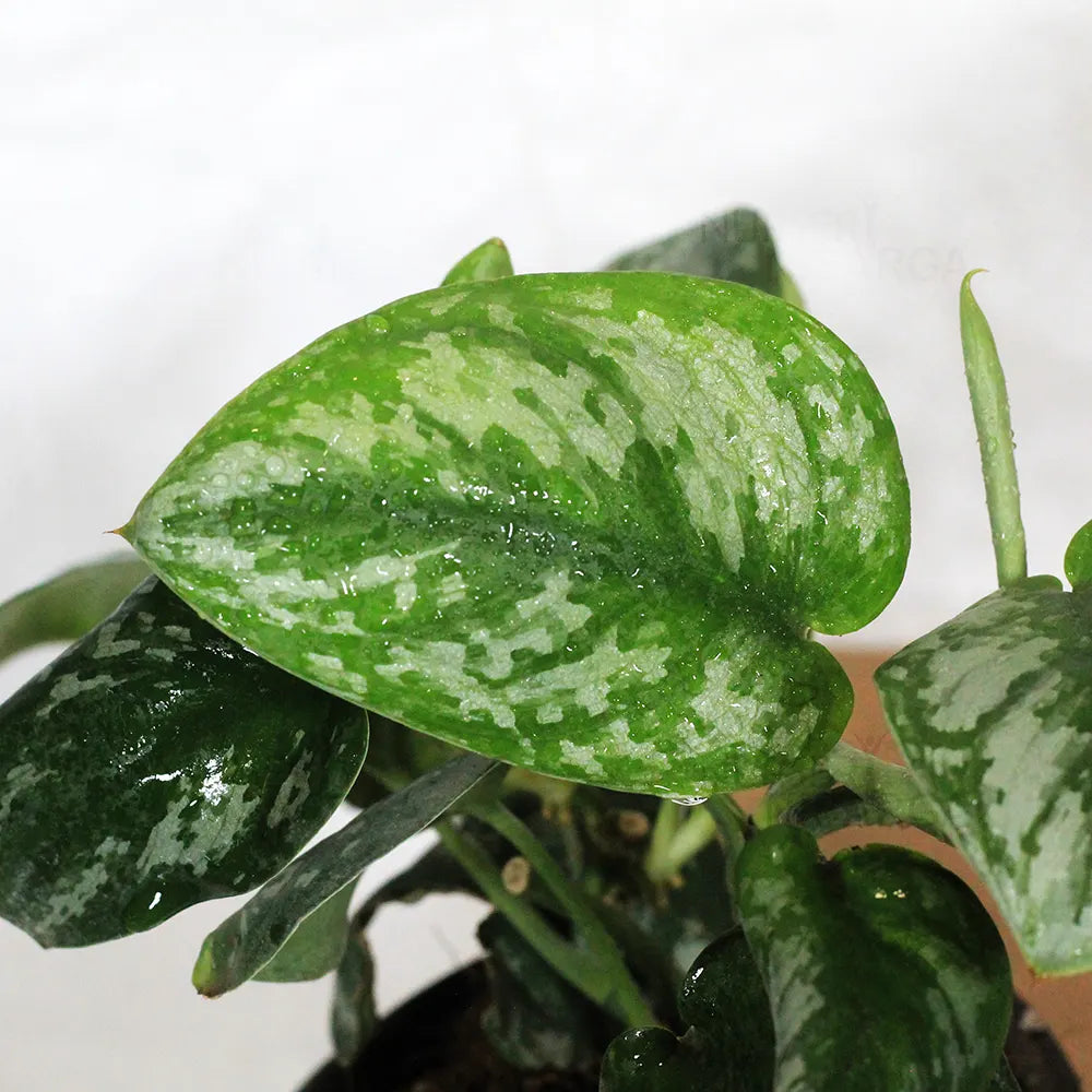 satin pothos buy online Silver Satin Pothos (Scindapsus Pictus)