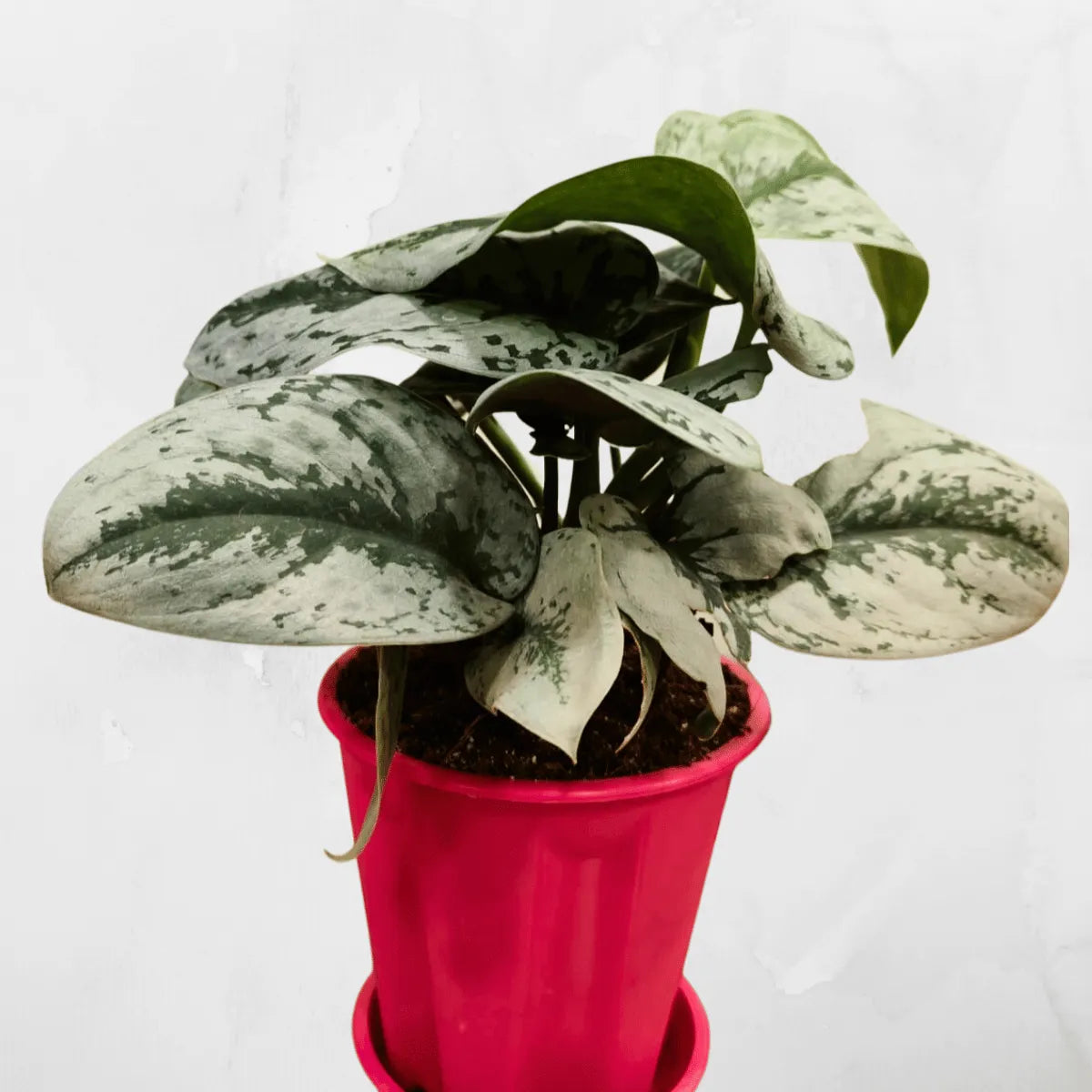 silver satin pothos for sale Silver Satin Pothos (Scindapsus Pictus)