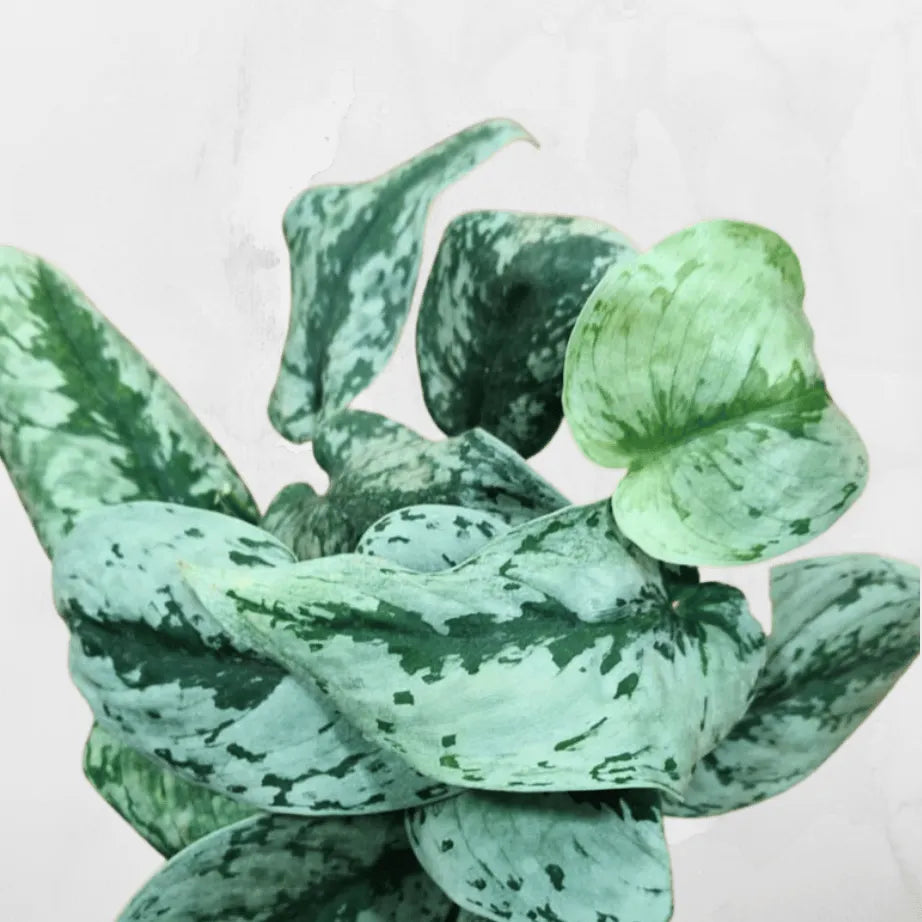 silver pothos online Silver Satin Pothos (Scindapsus Pictus)