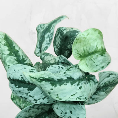 Buy Scindapsus pictus Plant Online at Lalitenterprise