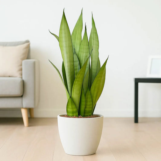 Buy Silver Snake Plant | Sansevieria Trifasciata 'Moonshine' Online at Lalitenterprise