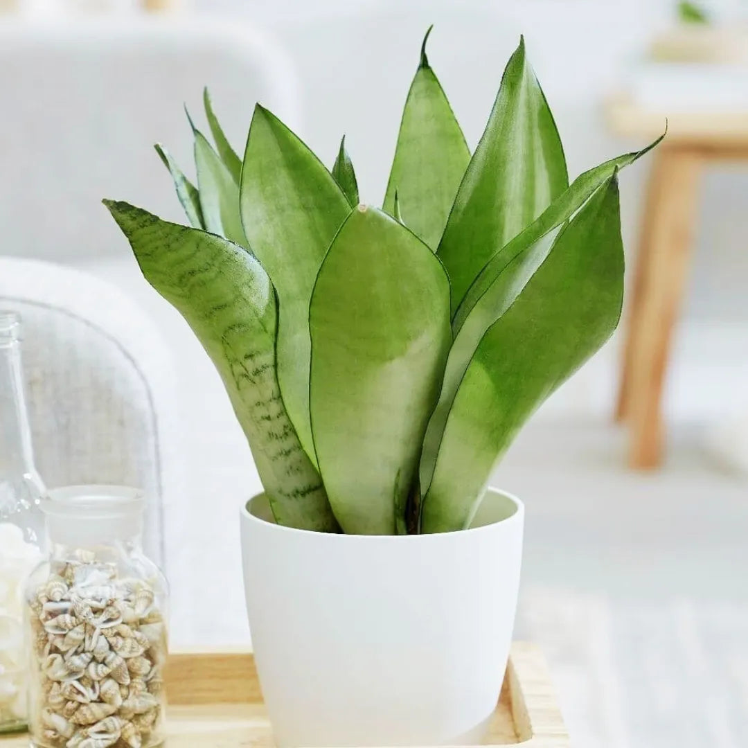 Silver Python Plant Silver Snake Plant | Sansevieria Trifasciata 'Moonshine' – Lalit Enterprise