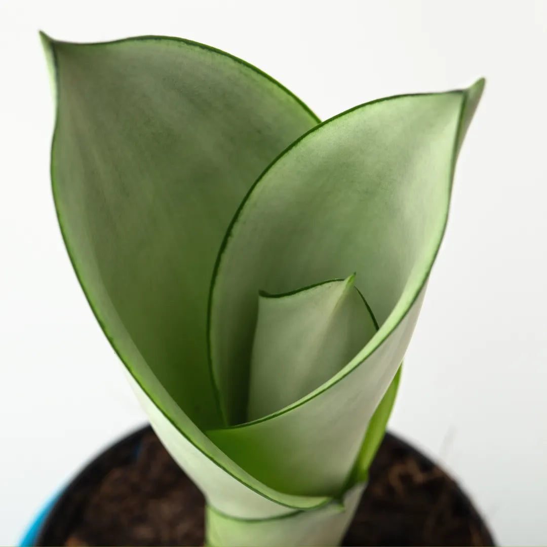 Buy Sansevieria Trifasciata 'Moonshine' Online at Lalitenterprise