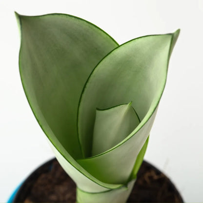 Buy Sansevieria Trifasciata 'Moonshine' Online at Lalitenterprise