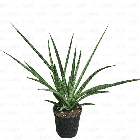 Buy Silver Steel Snake Plant (Sansevieria Trifasciata) Online at Lalitenterprise