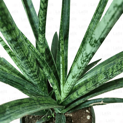steel sansevieria Sansevieria Trifasciata | Silver Steel Snake