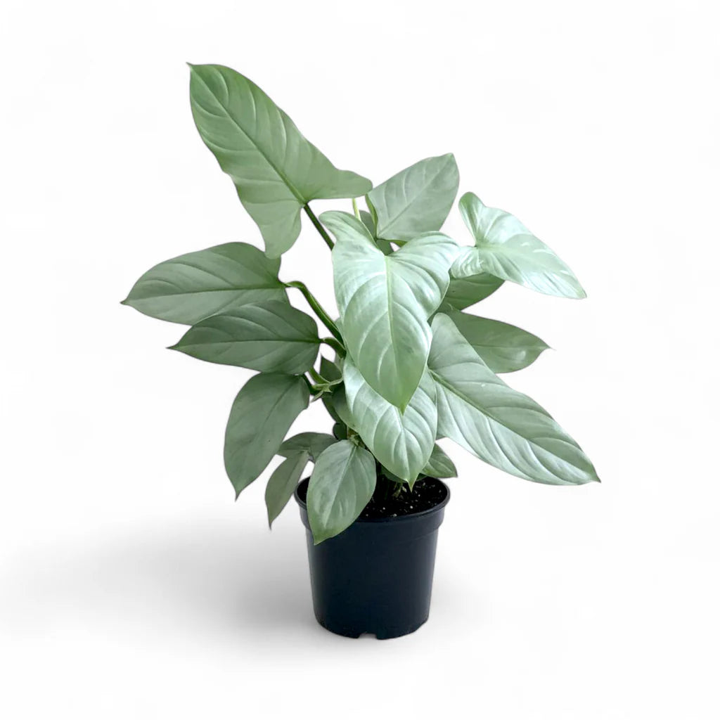 Buy Silver Sword Philodendron - Plant Online at Lalitenterprise
