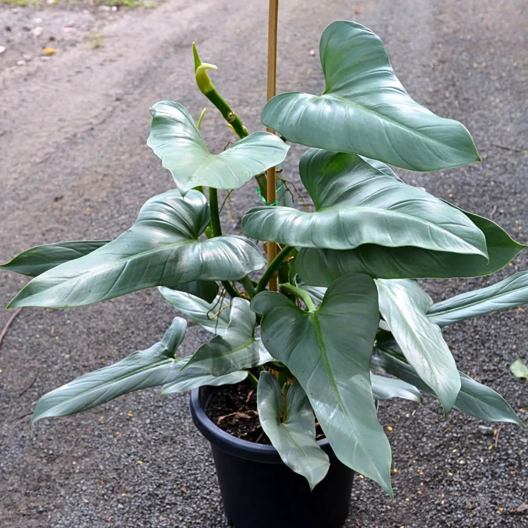 Buy Philodendron Hastatum - Plant Online at Lalitenterprise