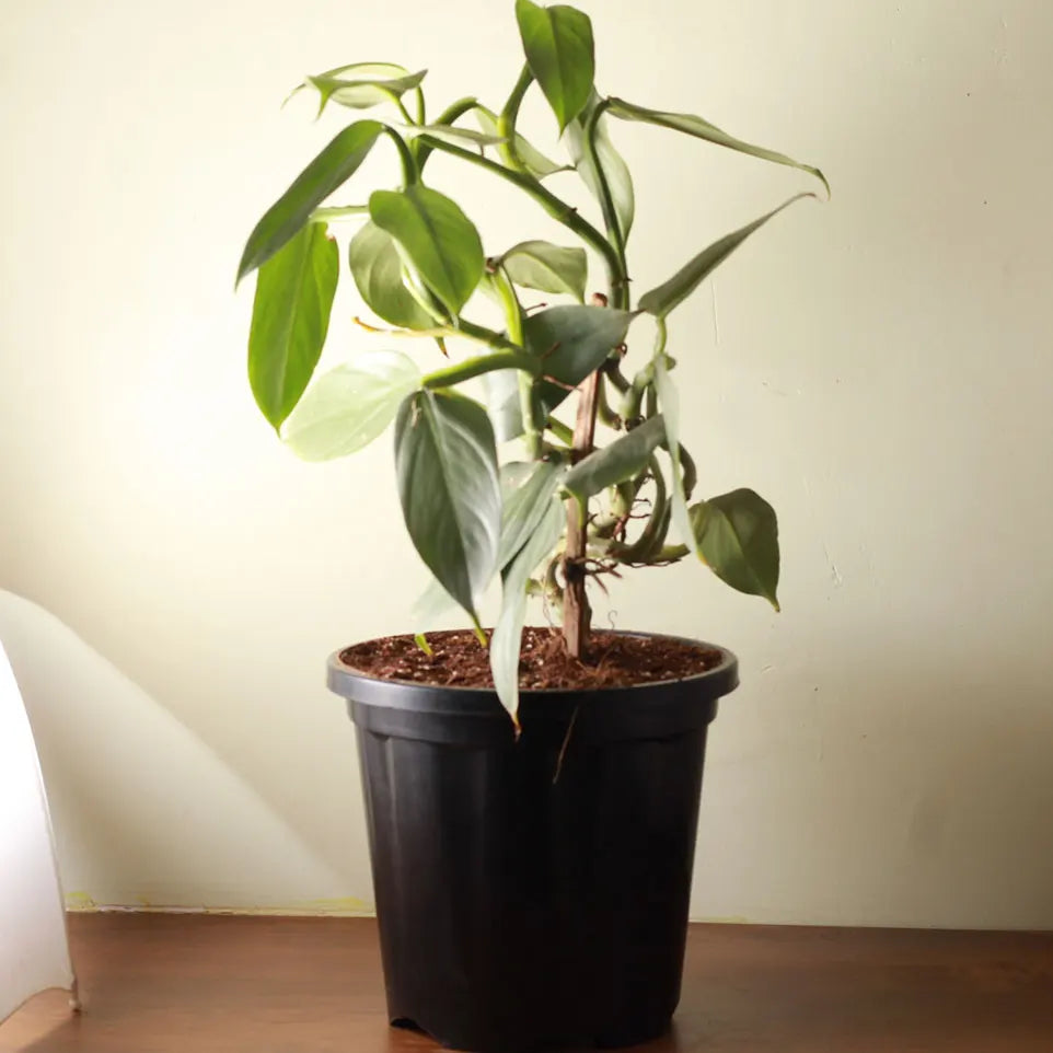 Buy Philodendron Hastatum | Silver Sword Philodendron - Plant Online at Lalitenterprise