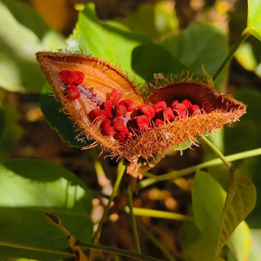Buy Sindoor, Lipstick Tree (Bixa Orellana) - Plant Online at Lalitenterprise