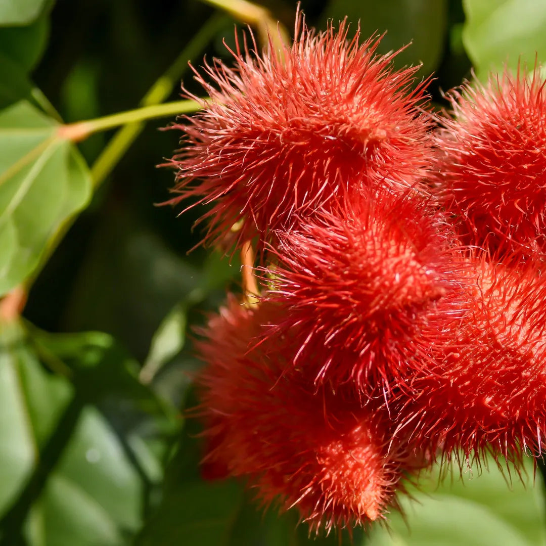 Buy Bixa Orellana - Plant Online at Lalitenterprise