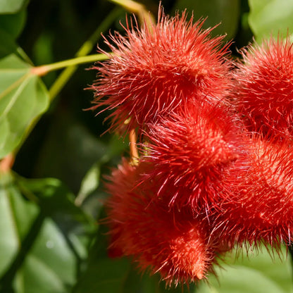 Buy Bixa Orellana - Plant Online at Lalitenterprise