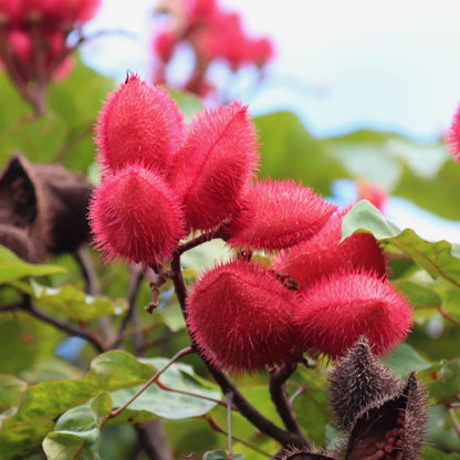 Buy Lipstick Tree - Plant Online at Lalitenterprise