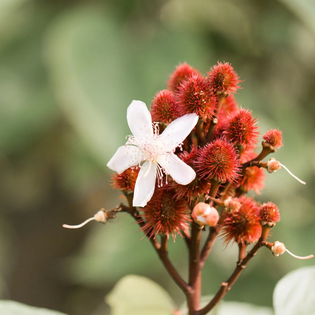 Buy Sindoor, Lipstick Tree (Bixa Orellana) - Plant Online at Lalitenterprise