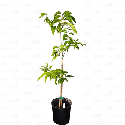 Buy Sugar Apple Grafted, Sitafal (Annona Squamosa) "Custard Apple" - Plant Online at Lalitenterprise