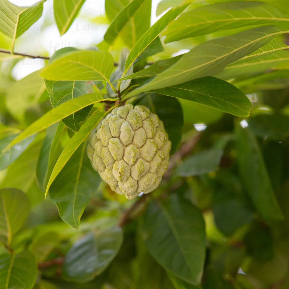 Buy  Annona Squamosa - Plant Online at Lalitenterprise