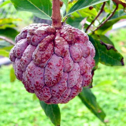 Buy Custard Apple, "Red" Sitaphal (Annona Squamosa) - Plant Online at Lalitenterprise