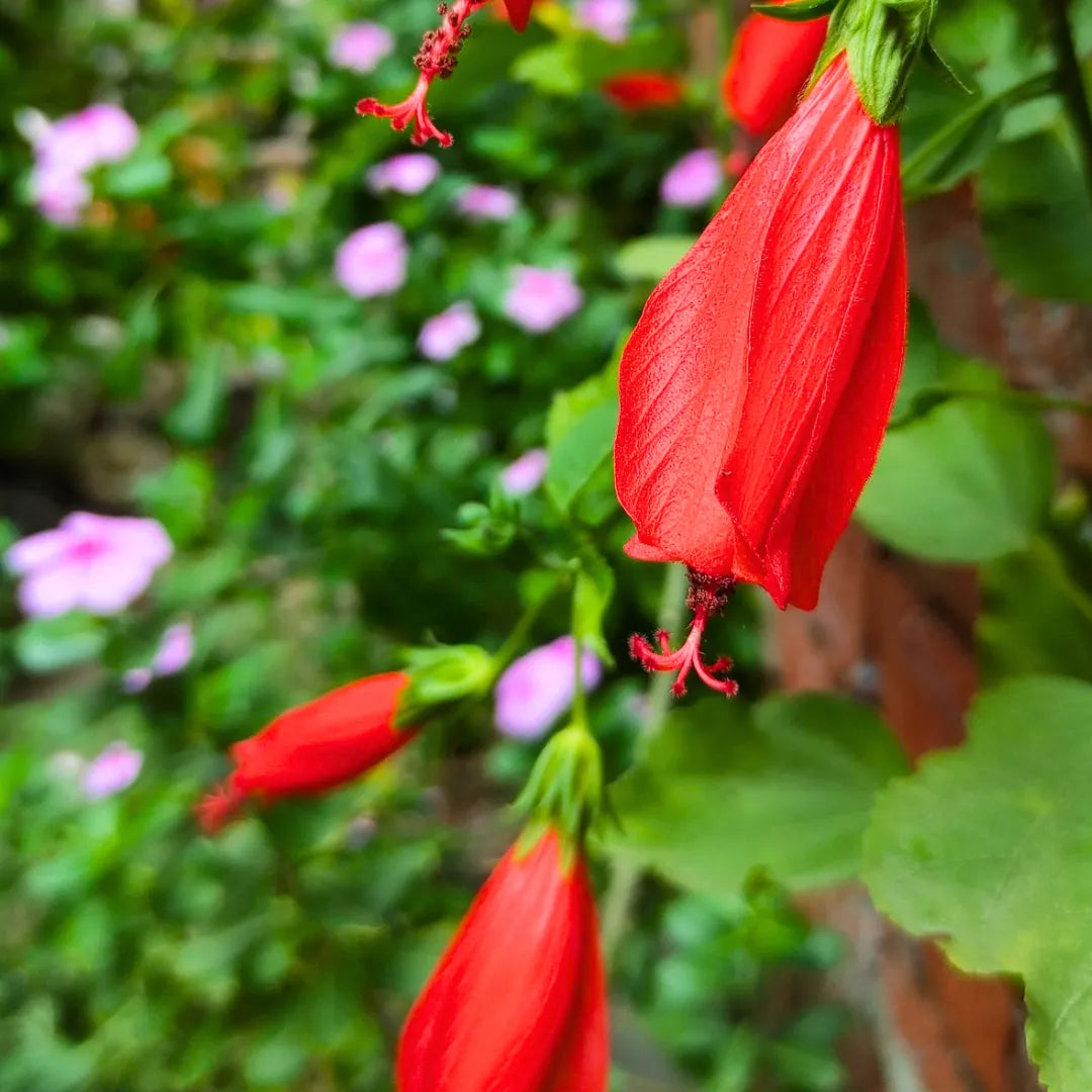 Buy Sleeping Chili Hibiscus (Malvaviscus Arboreus) - Plant Online ta Laiitenterprise