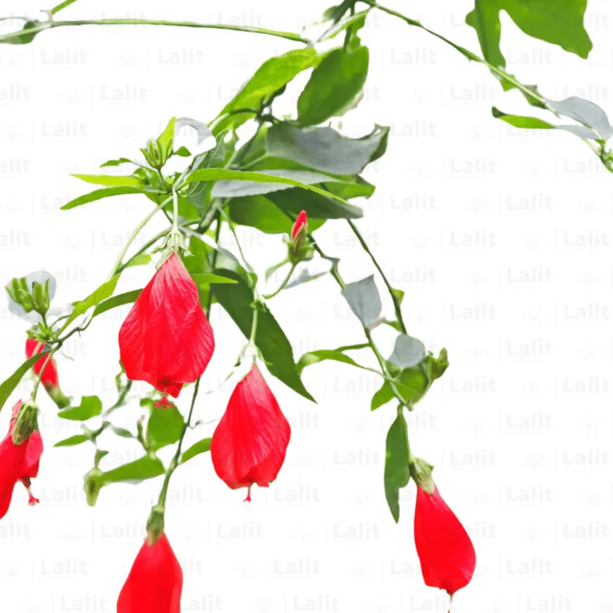 Buy Malvaviscus Arboreus - Plant Online ta Laiitenterprise