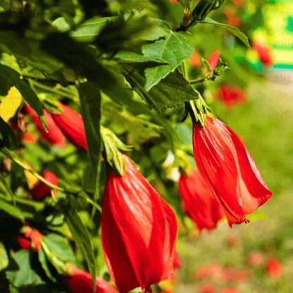 Buy Sleeping Chili Hibiscus (Malvaviscus Arboreus) - Plant Online ta Laiitenterprise