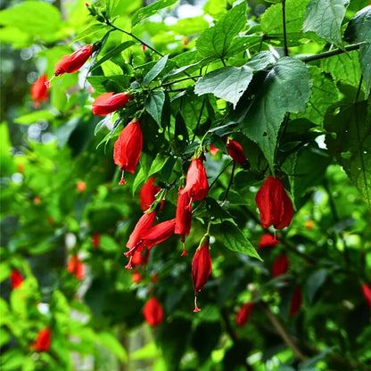 Buy Sleeping Chili Hibiscus (Malvaviscus Arboreus) - Plant Online ta Laiitenterprise