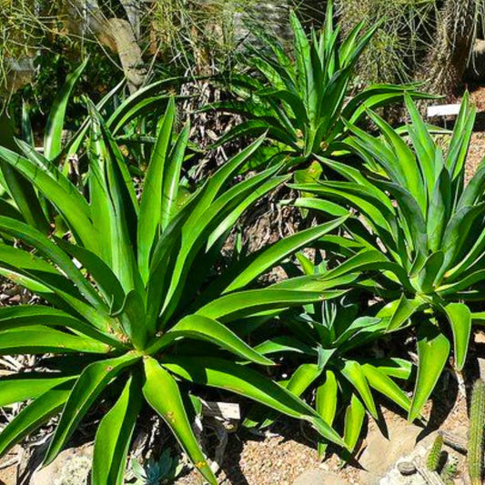 Buy Smooth Agave (Agave Desmettiana) - Plant Online at Lalitenterprise