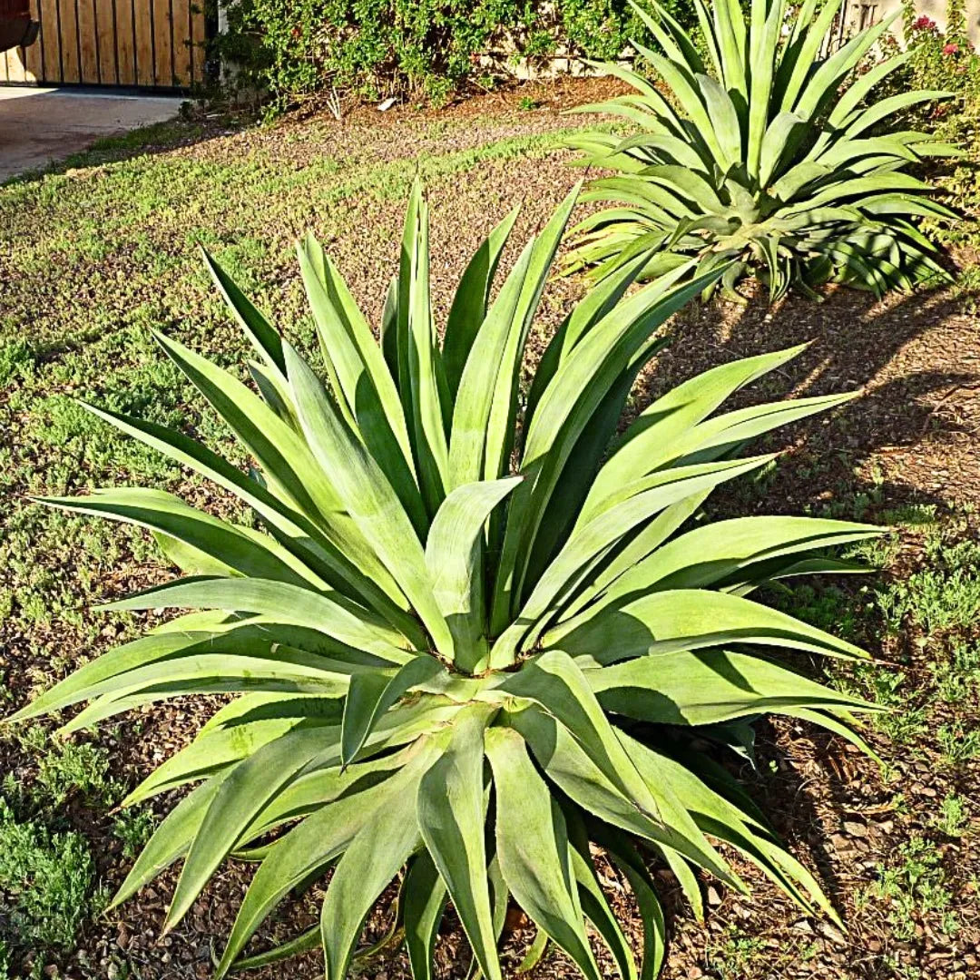 Buy Smooth Agave (Agave Desmettiana) - Plant Online at Lalitenterprise