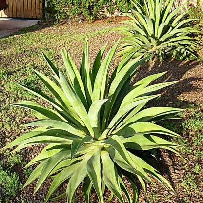 Buy Smooth Agave (Agave Desmettiana) - Plant Online at Lalitenterprise