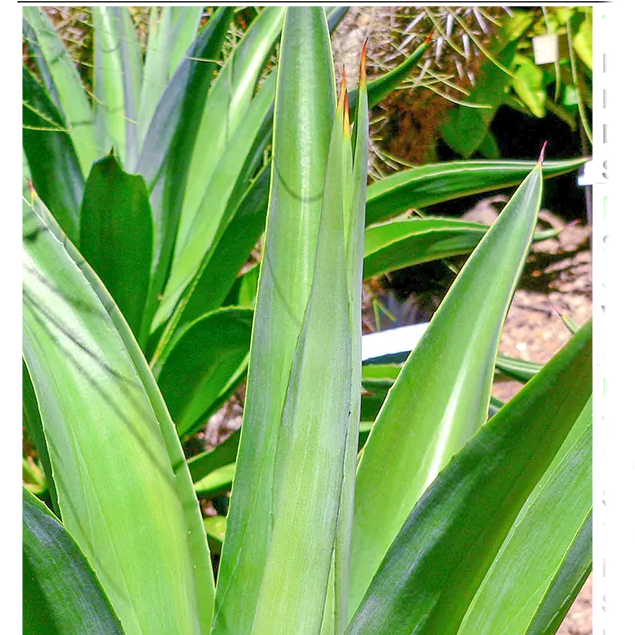 Buy Agave Desmettiana - Plant Online at Lalitenterprise