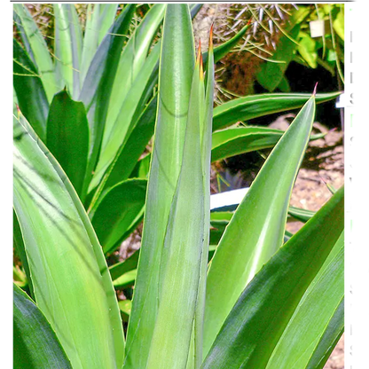 Buy Agave Desmettiana - Plant Online at Lalitenterprise