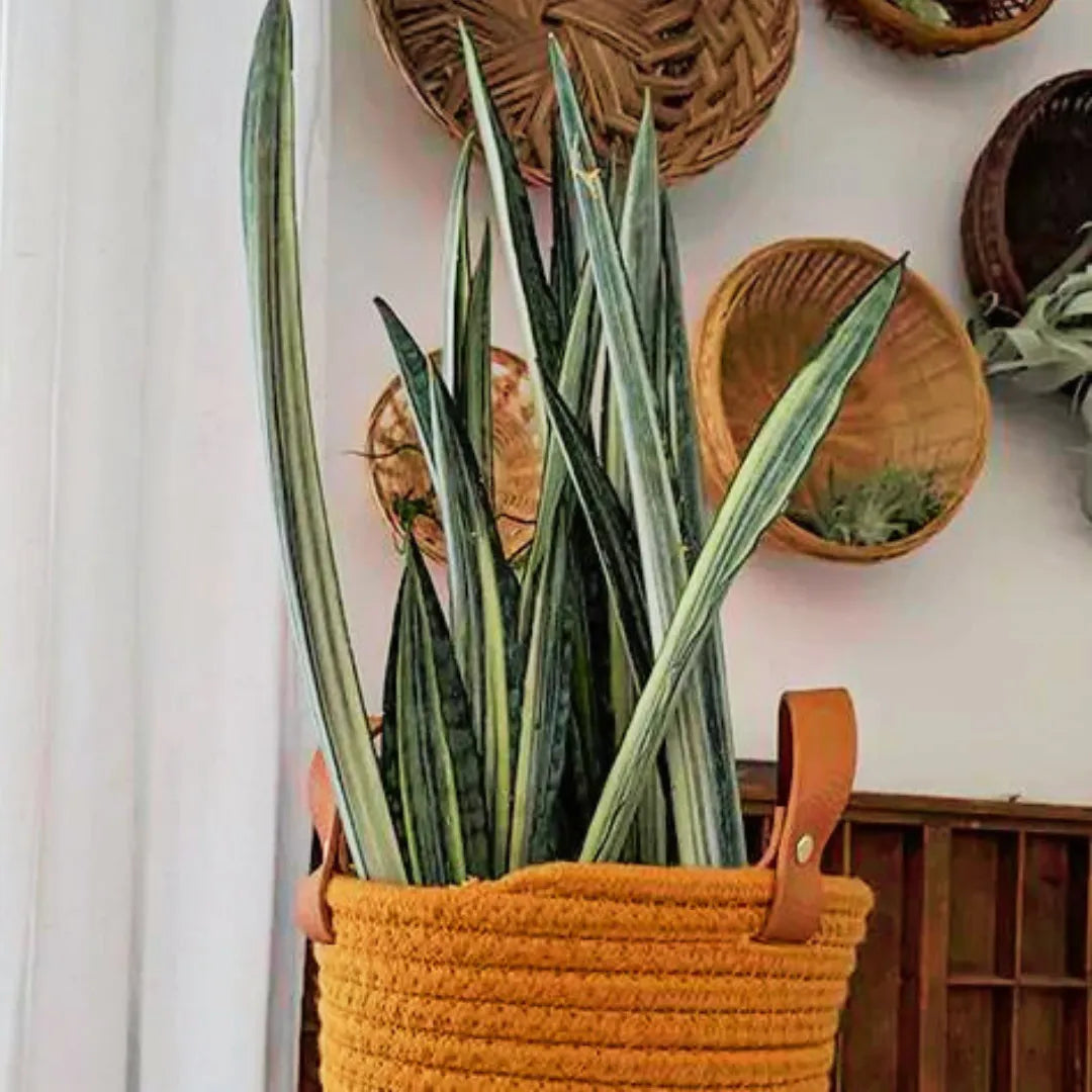 Buy Snake Plant "Bentel Sensation" Sansevieria - Plant Online at Lalitenterprise