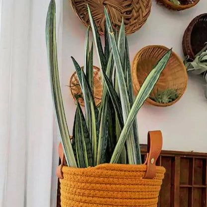Buy Snake Plant "Bentel Sensation" Sansevieria - Plant Online at Lalitenterprise