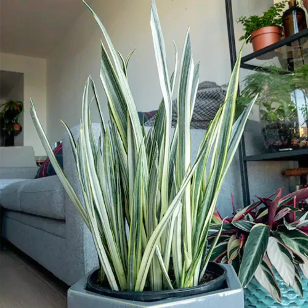 bantel sensation snake plant Snake Plant "Bentel Sensation" Sansevieria